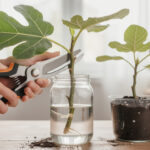 découvrez des techniques simples et efficaces pour bouturer un figuier avec succès. suivez nos conseils pratiques pour réussir facilement et multiplier vos plants de figuier.